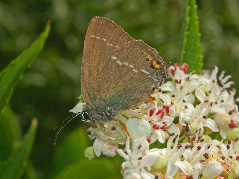 Thomisus onustus & Argynnis aglaja